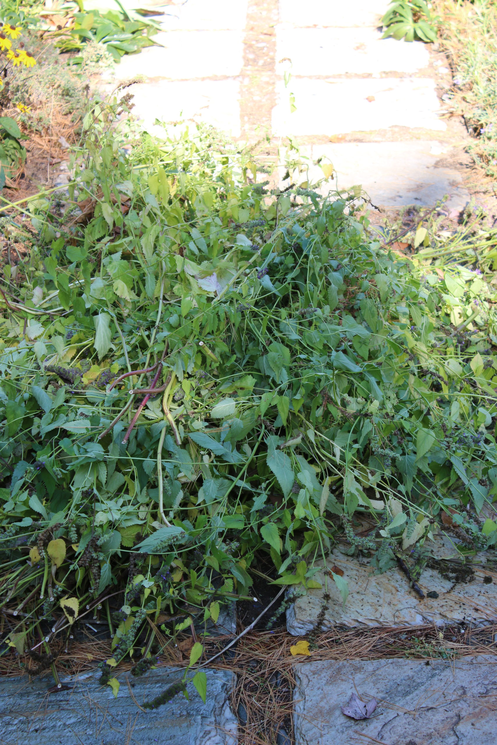 a pile of weeds.