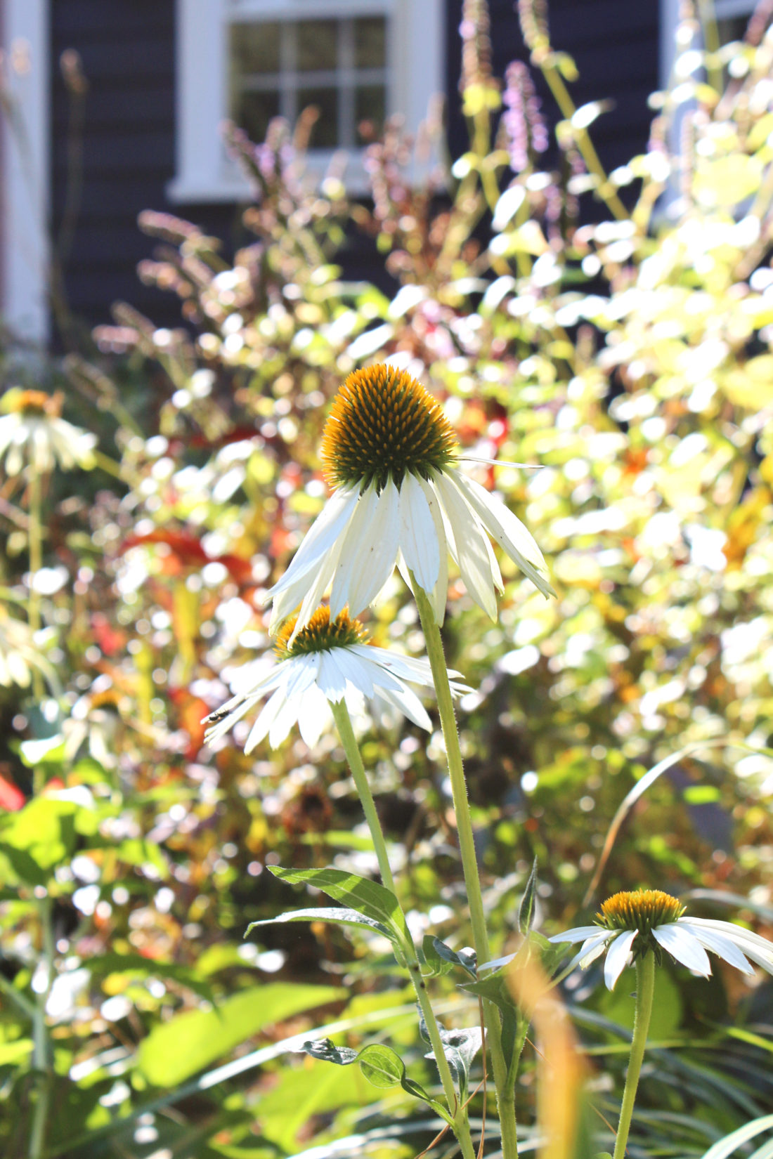 white cone flower coneflower - Cut it or keep it? Maintaining a new naturalistic garden