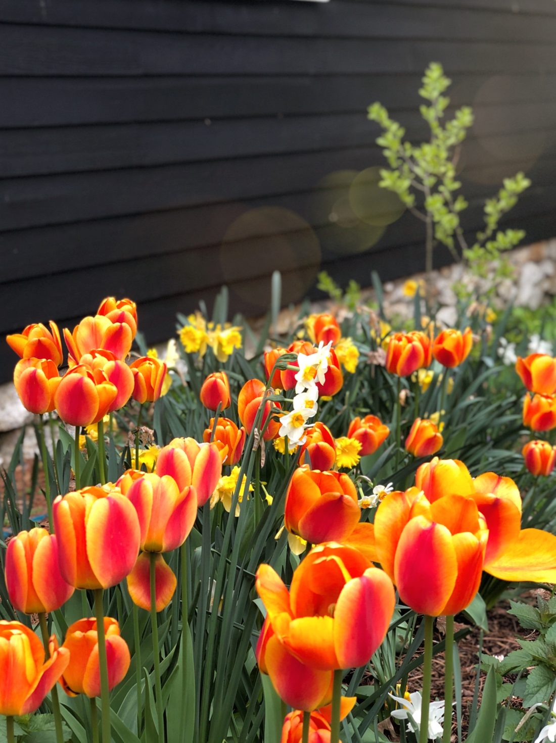 a mass of orange and red tulips and yellow daffodils