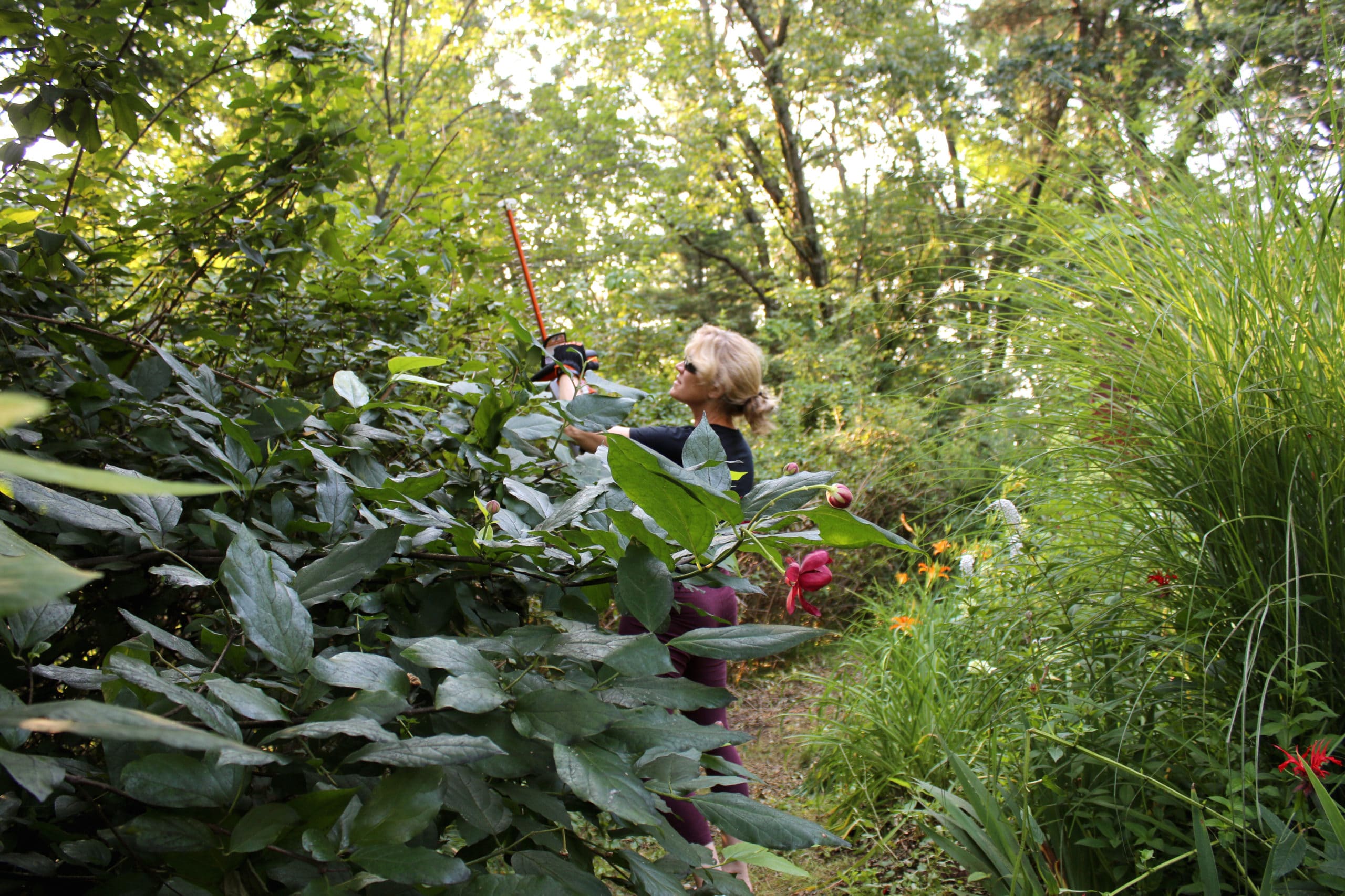Rochelle Greayer using the stihl garden hedge trimmer form stihl