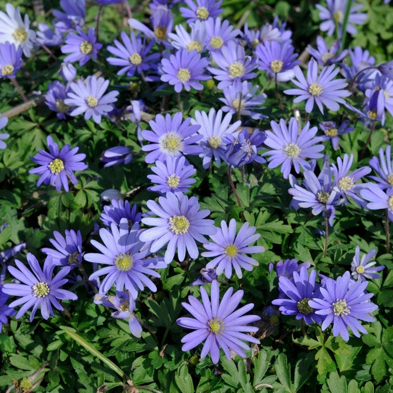 Blue Shades Anemone - Greek Windflowers for a bulb lawn