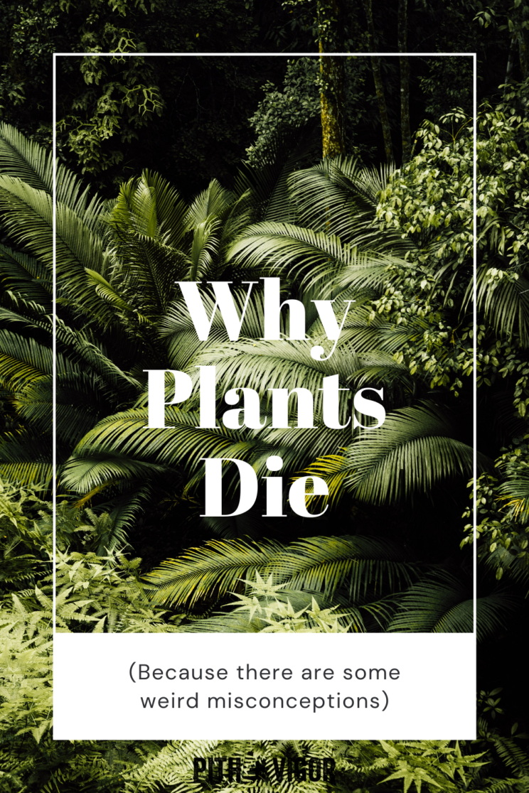 why-plants-die-because-there-are-some-weird-misconceptions