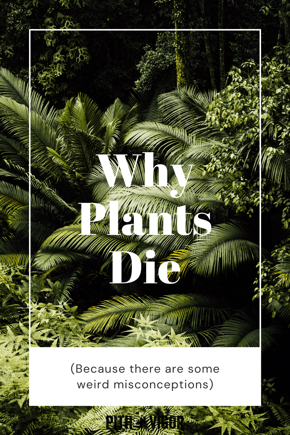 Why plants die - because there are some misconceptions