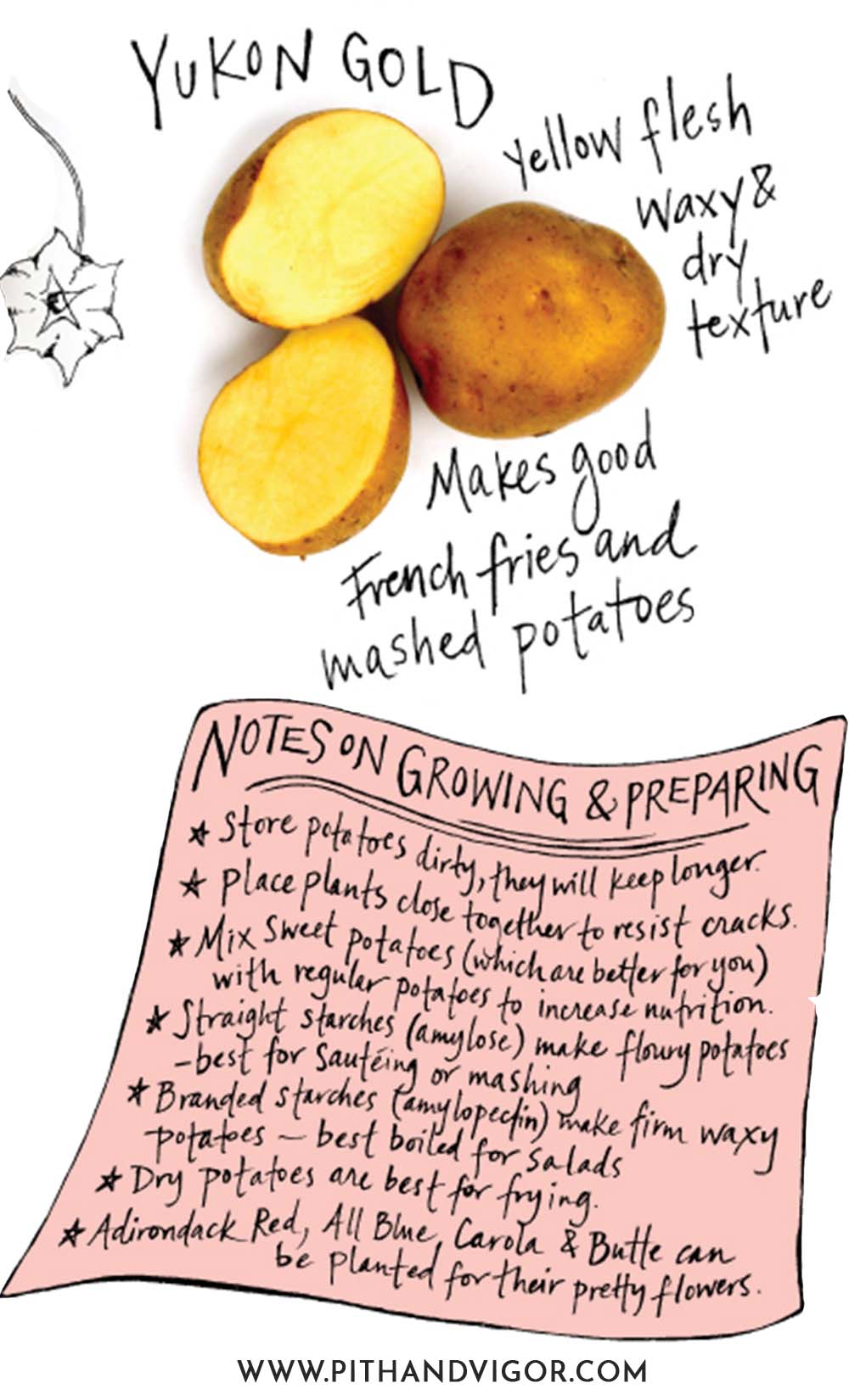 There are many more types of potatoes that can be grown nationwide - but these are some of the varieties that can be grown in the Northern USA (and Canada).illustration for How to Grow potatoes in the garden and about yukon gold potatoes