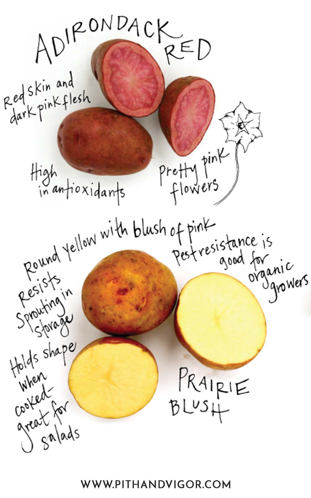 There are many more types of potatoes that can be grown nationwide - but these are some of the varieties that can be grown in the Northern USA (and Canada). 
 illustration of adirondack red potato and prairie blush potato 