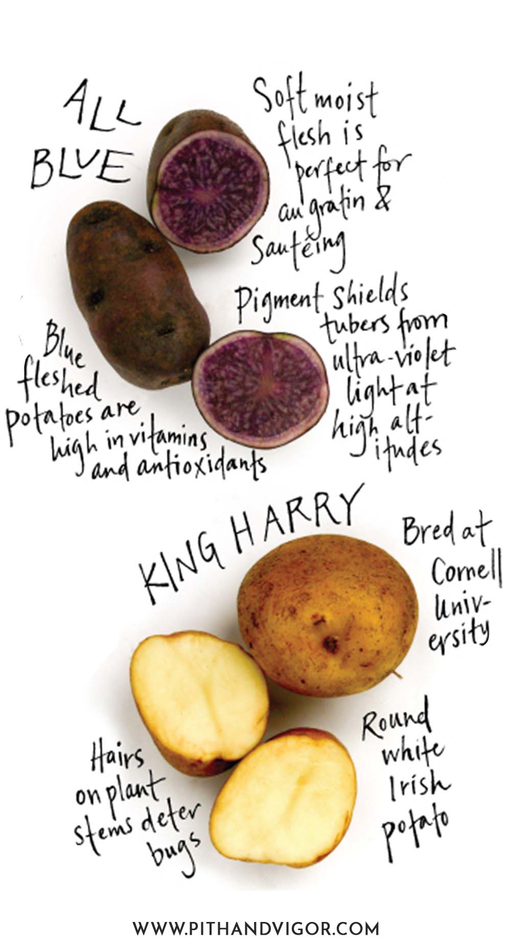 There are many more types of potatoes that can be grown nationwide - but these are some of the varieties that can be grown in the Northern USA (and Canada).illustration of all blue potato and king harry potato features