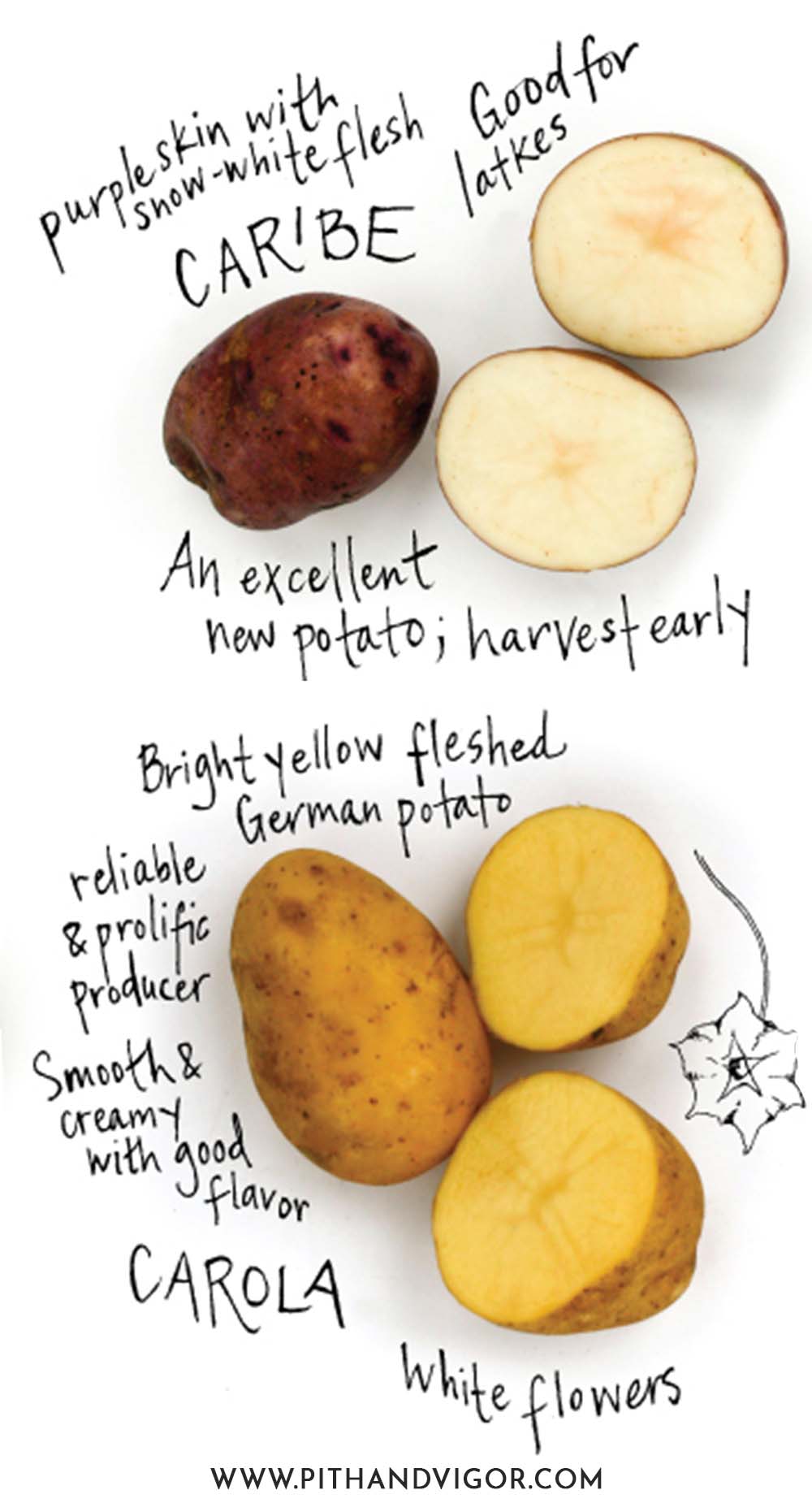 There are many more types of potatoes that can be grown nationwide - but these are some of the varieties that can be grown in the Northern USA (and Canada).illustration of carol potato features and caribe potato features