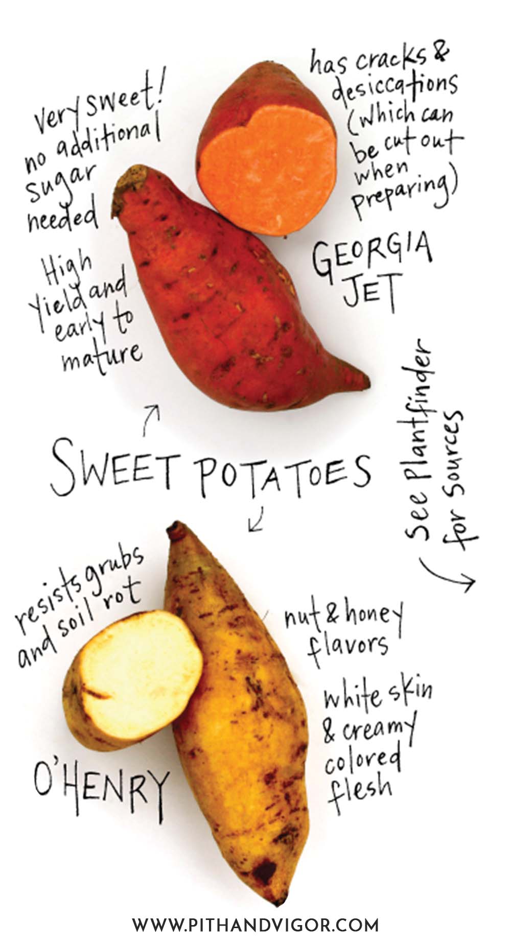 There are many more types of potatoes that can be grown nationwide - but these are some of the varieties that can be grown in the Northern USA (and Canada).illustration of Georgia jet and o'henry sweet potatoes