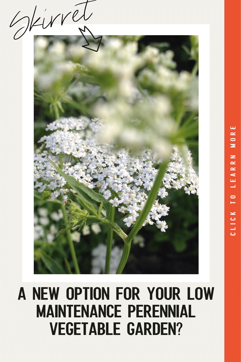 Skirret Seeds (Sium Sisarum) – Rare Heirloom Perennial Root Veggie – Sweet, Cold Hardy – 65+ Seeds