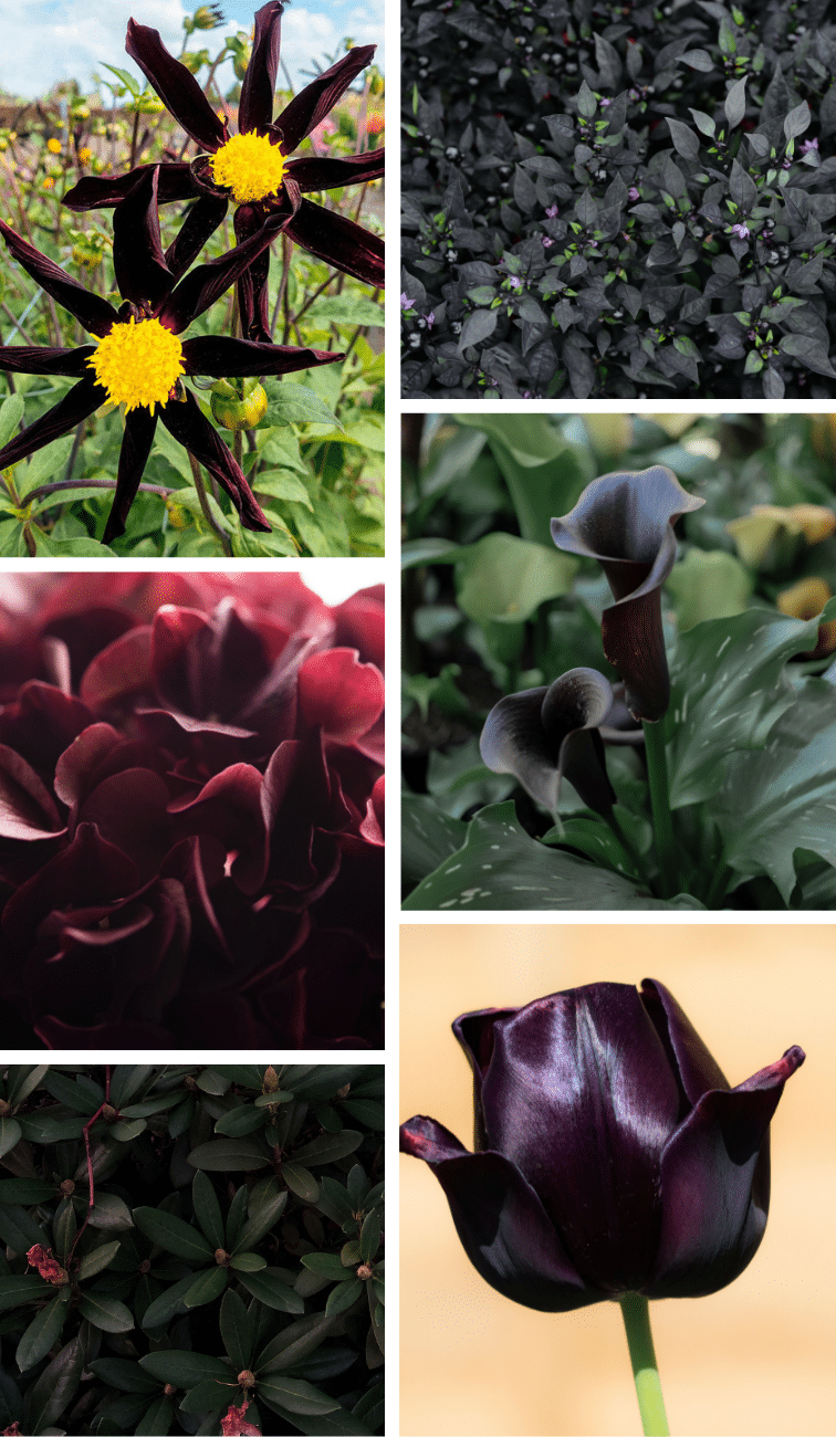 black garden plants and flowers