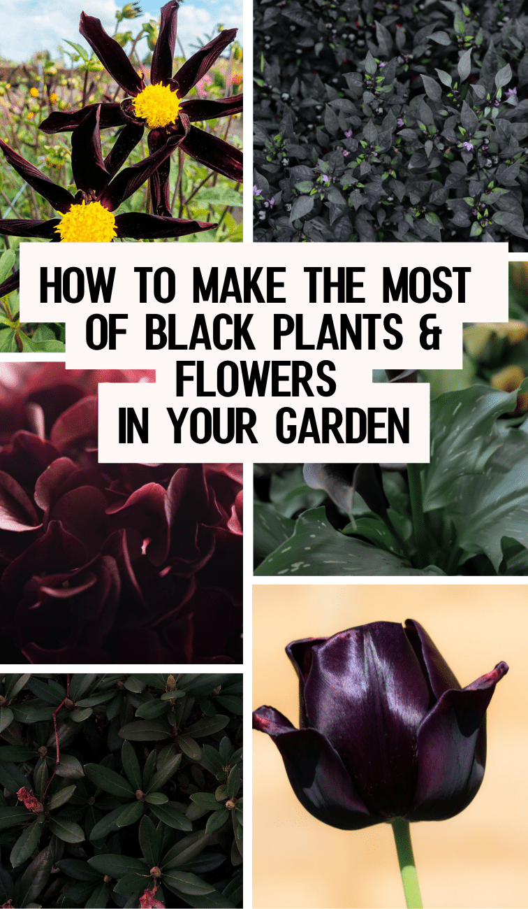 How to make the most of black plants and flowers in your garden