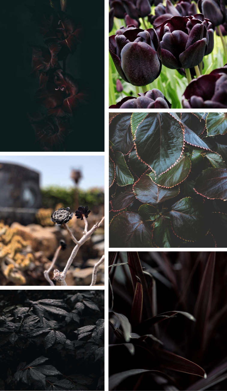 black plants for your garden