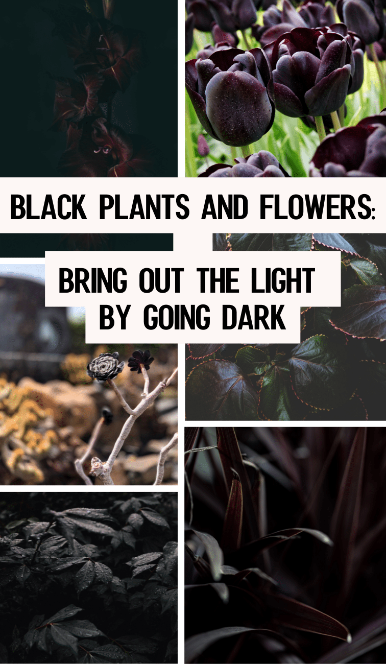 Black plants and flowers:  Bring out the light by going dark