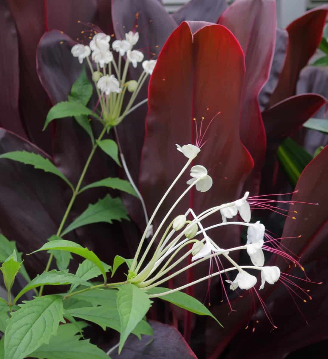 black and white plant combination
Clerodendrum incisum var macrosiphon (Musical Notes Plant) and Cordyline fruticosa 'Black Magic' 