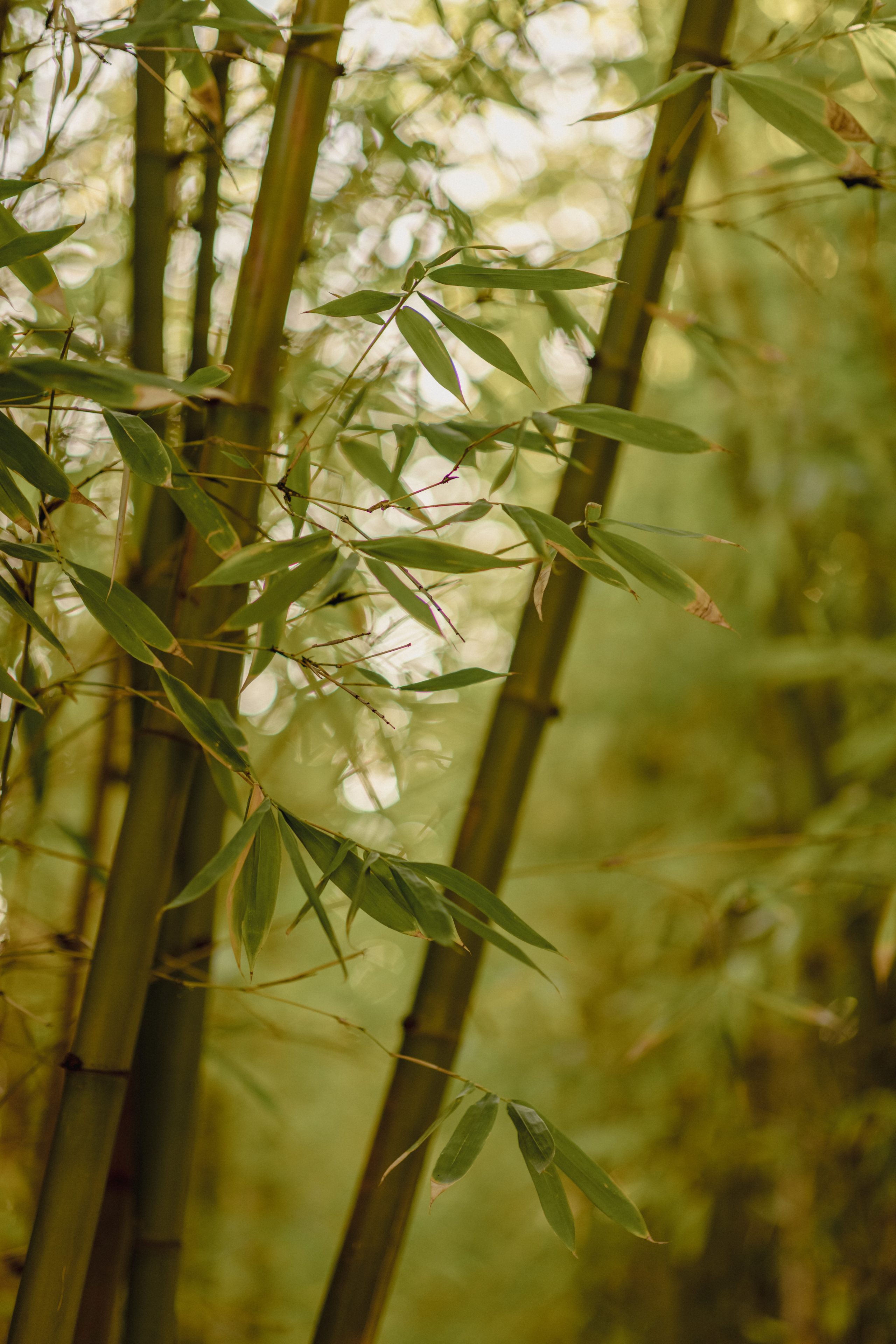 Bamboo - best outdoor plants for allergy sufferers