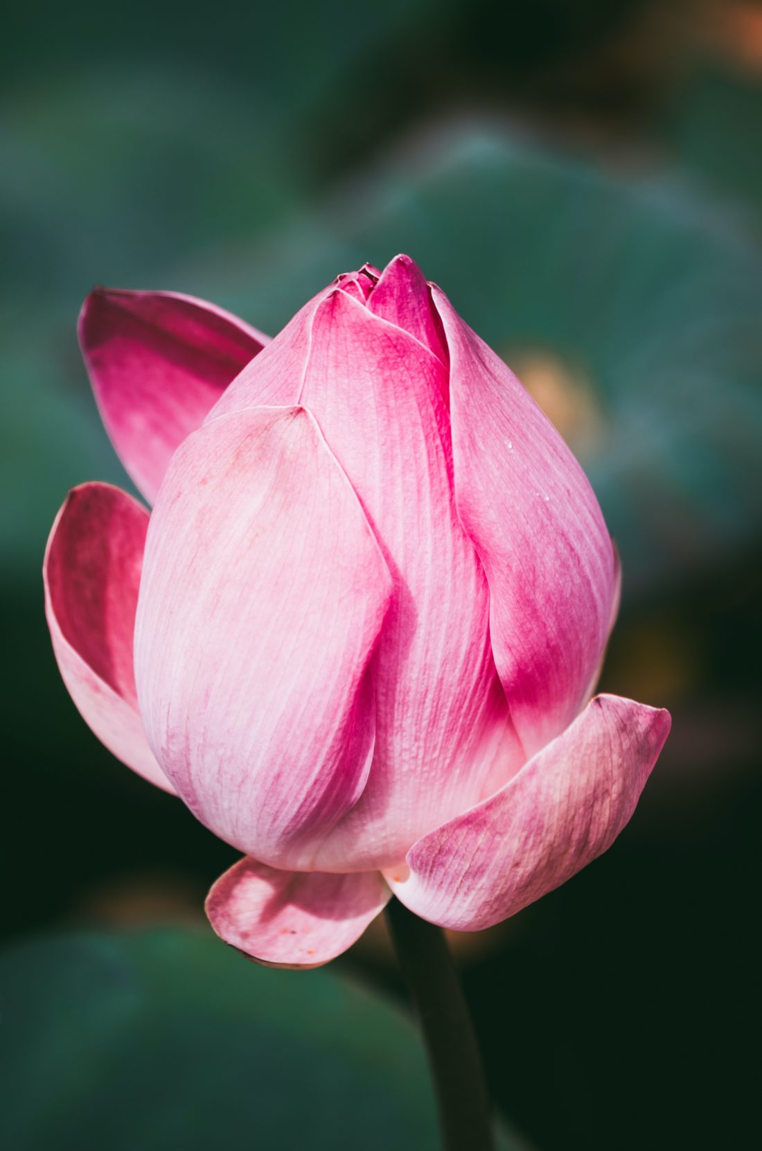 lotus flower for a yoga garden