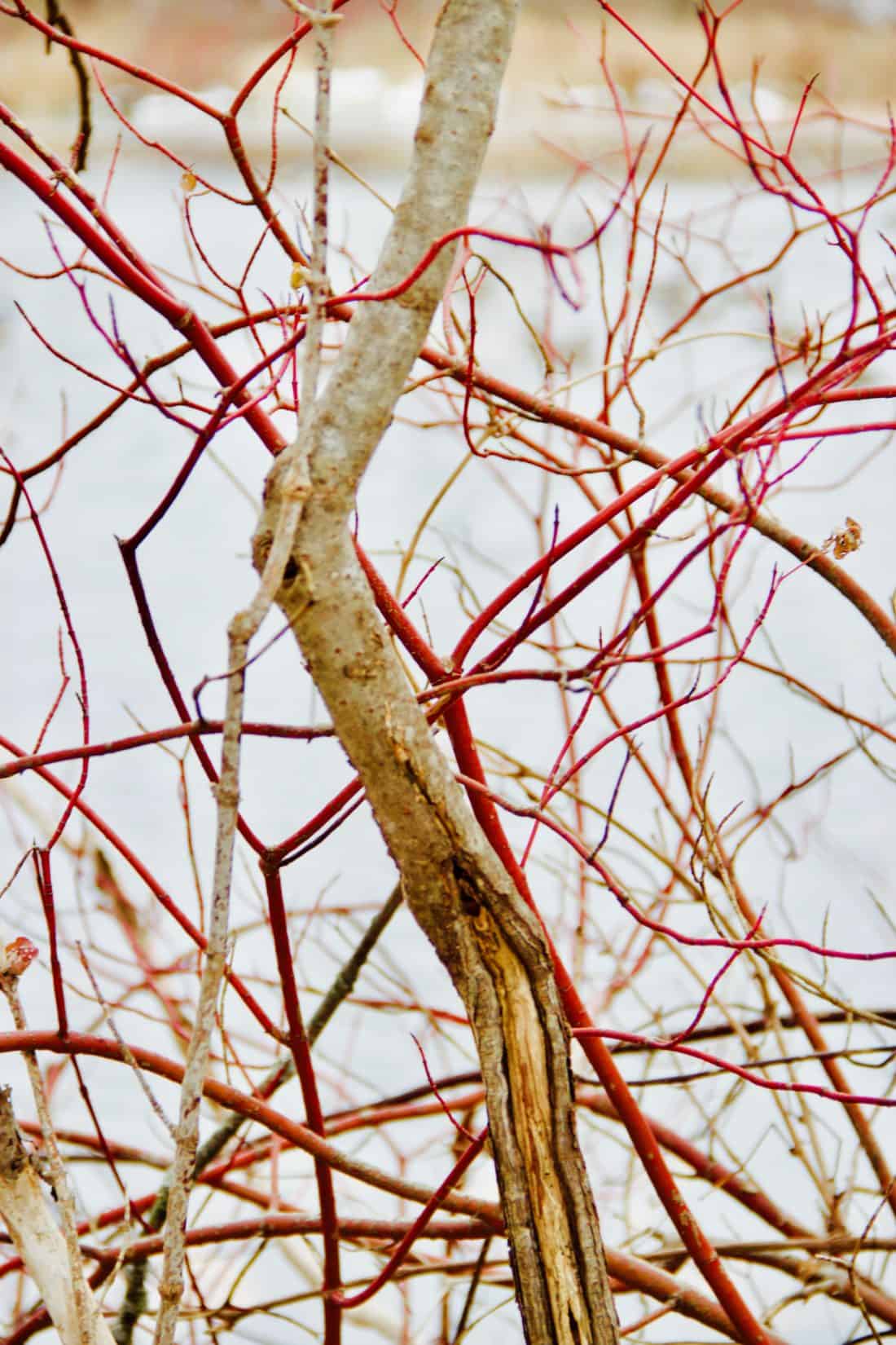 A red twig dogwood branch next to a body of water.