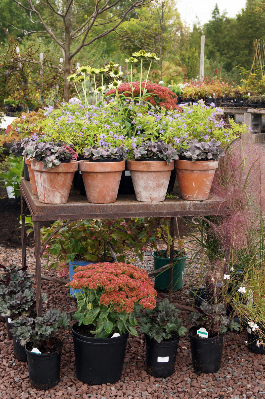 How to buy garden center plants like a pro (including at online plant ...