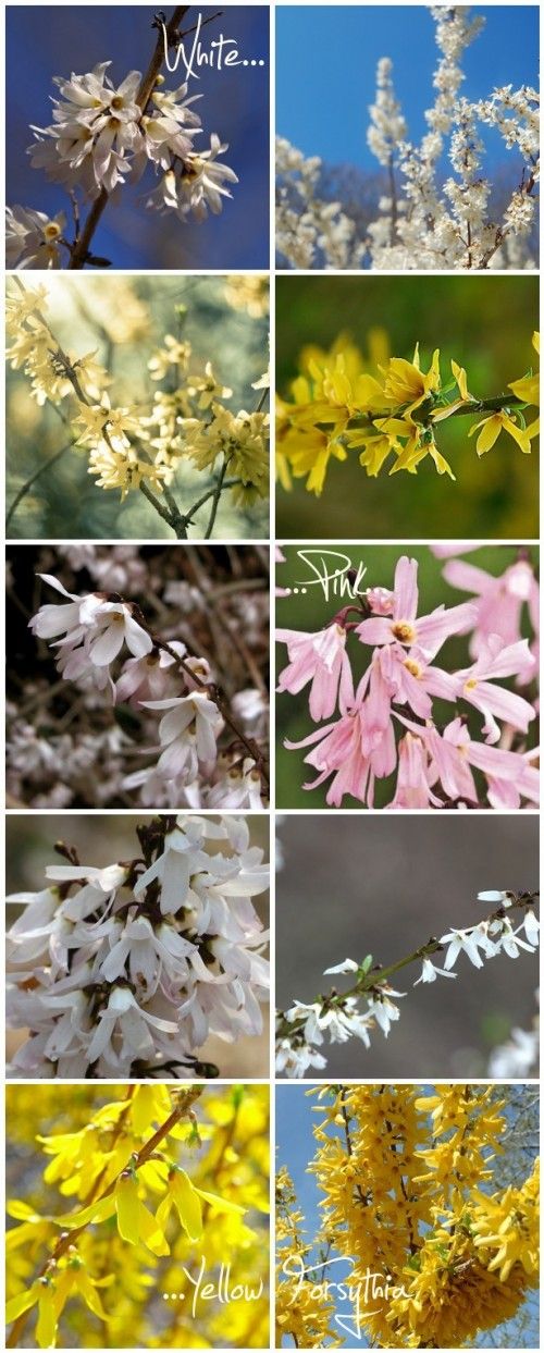 three types of forsythia - white pink and yellow