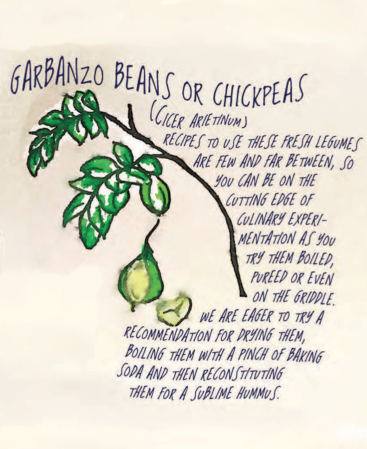 This image has an empty alt attribute; its file name is chickpea.png