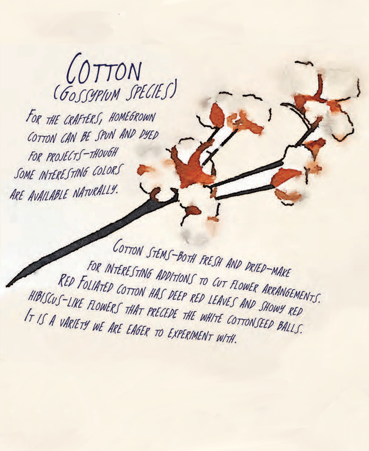 This image has an empty alt attribute; its file name is cotton.png