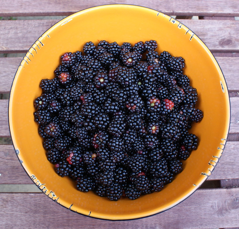 harvested blackberries in a bowl