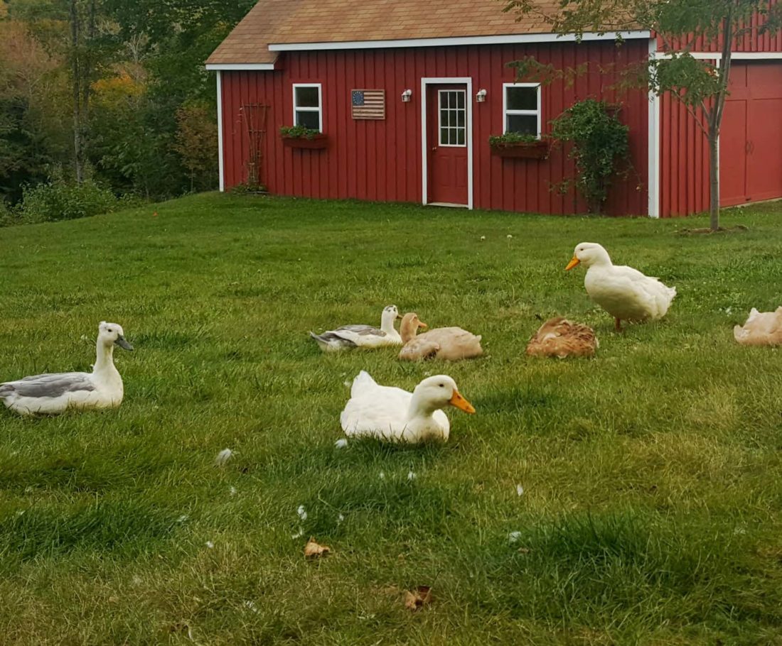 backyard ducks