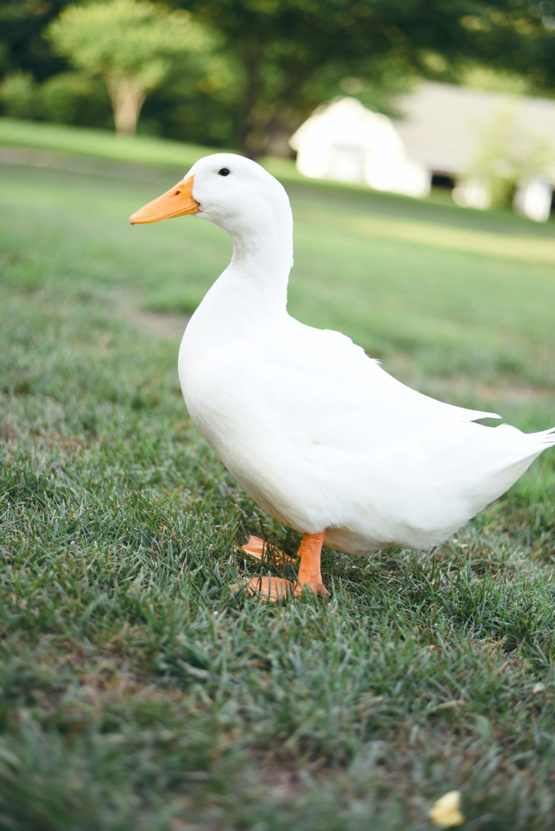 a garden duck