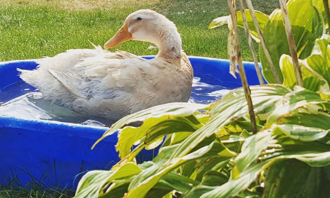 garden duck in a kiddie pool