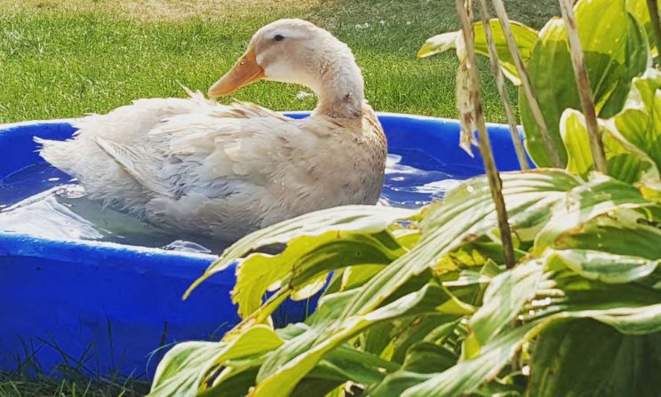 A backyard duck is swimming in a blue pool.