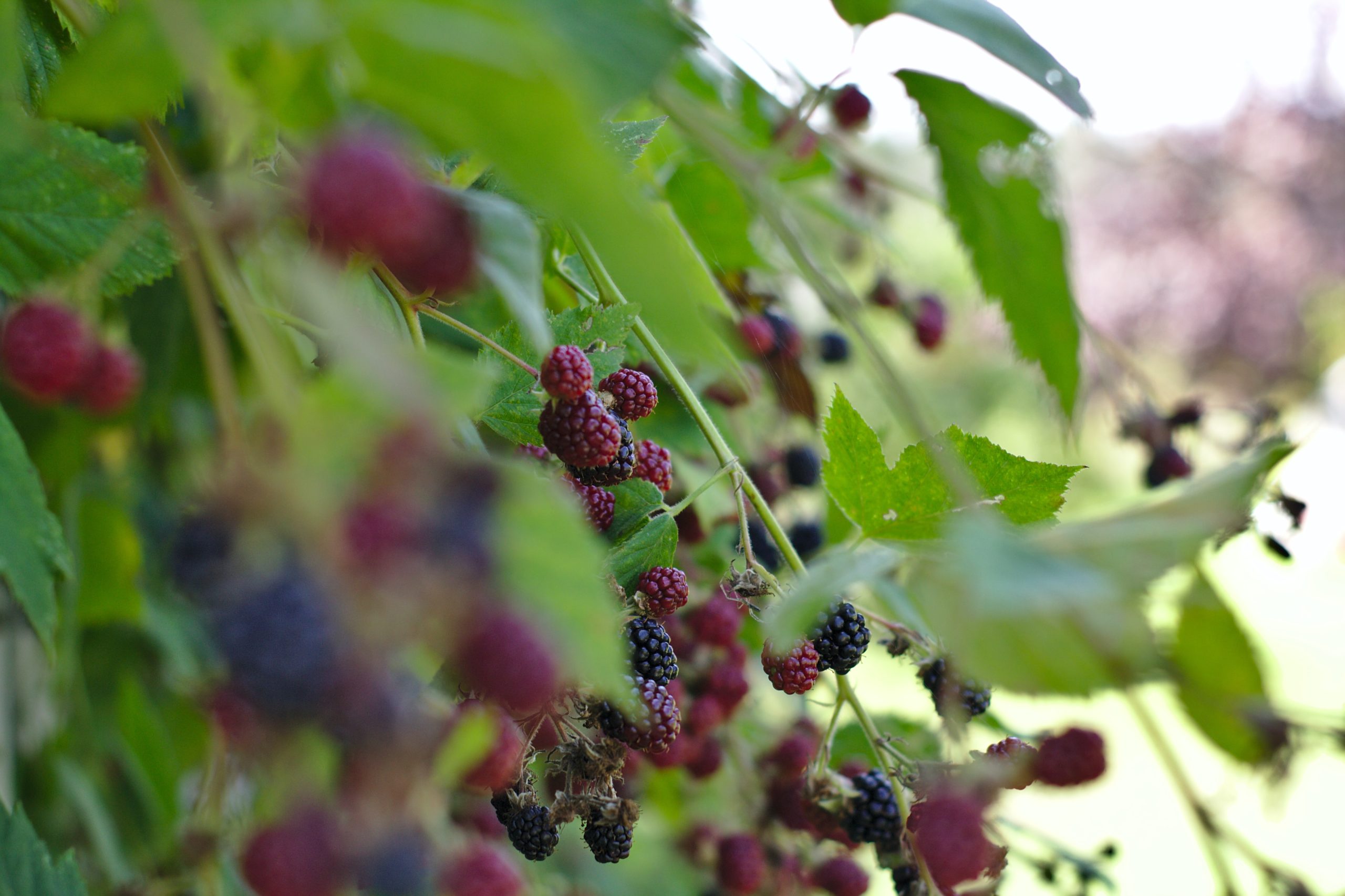 Fall Berry Planting : Elderberries, Gooseberries & Blackberries