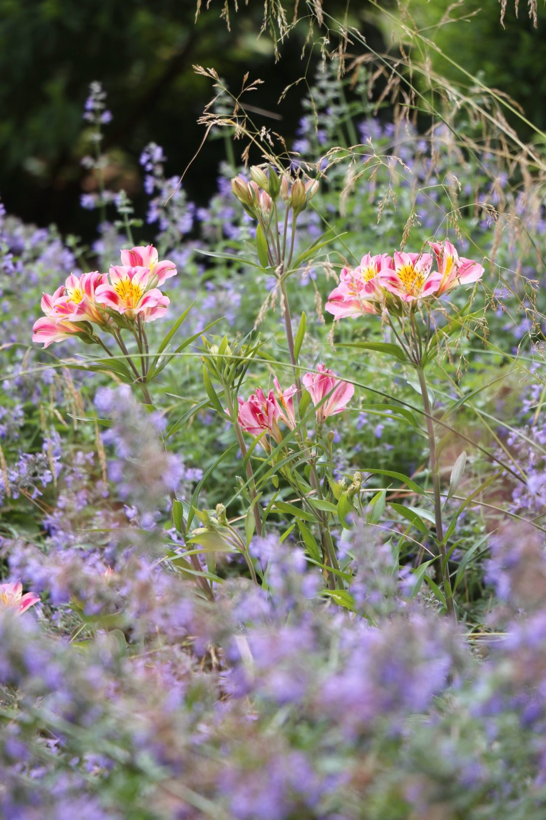 peruvian lilies and catmint in a garden