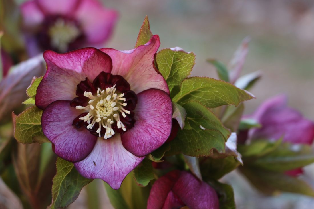 burgundy and pink hellebores blooming in the winter and early spring