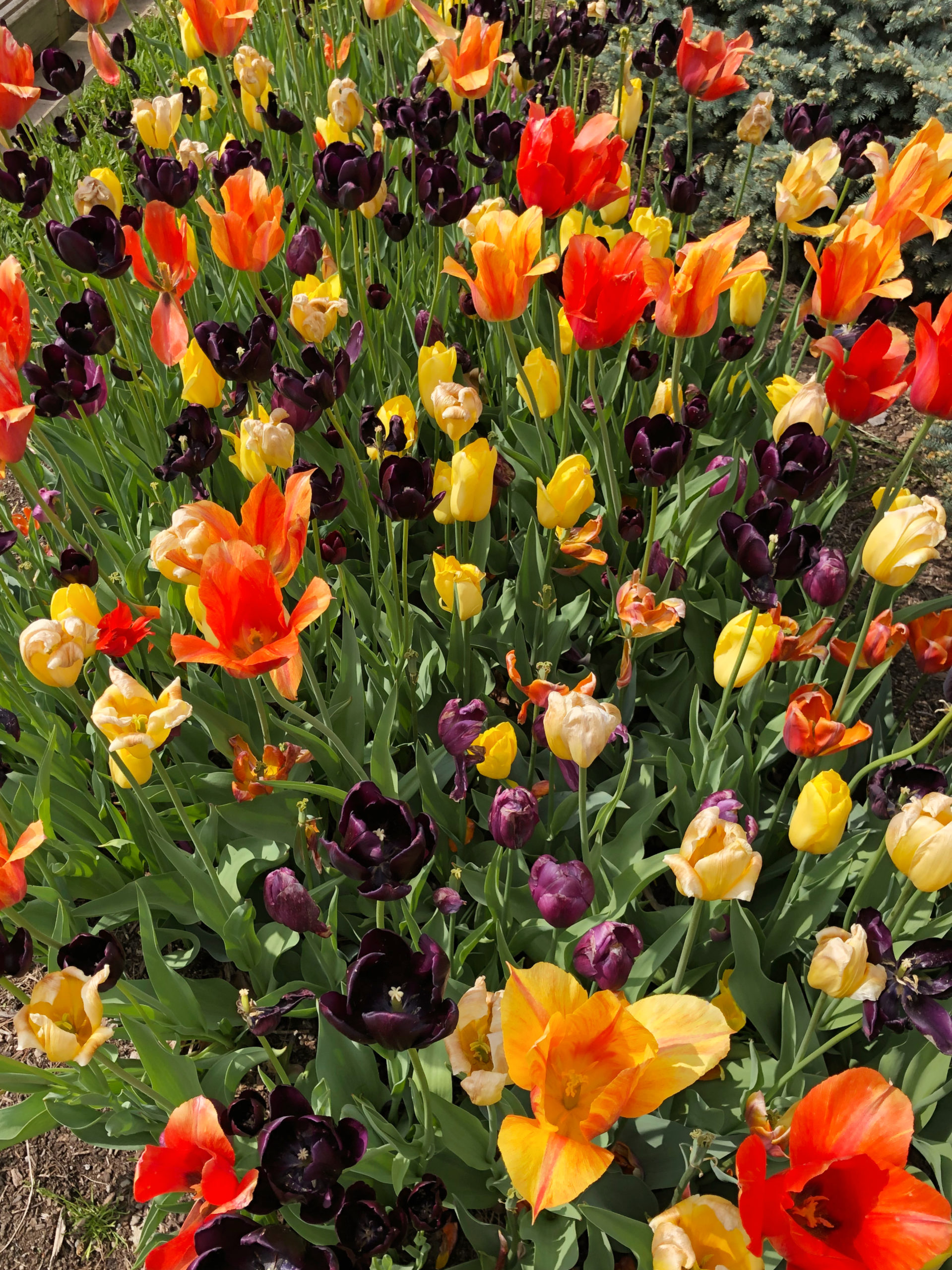 A bed of colorful spring bulbs in a garden.