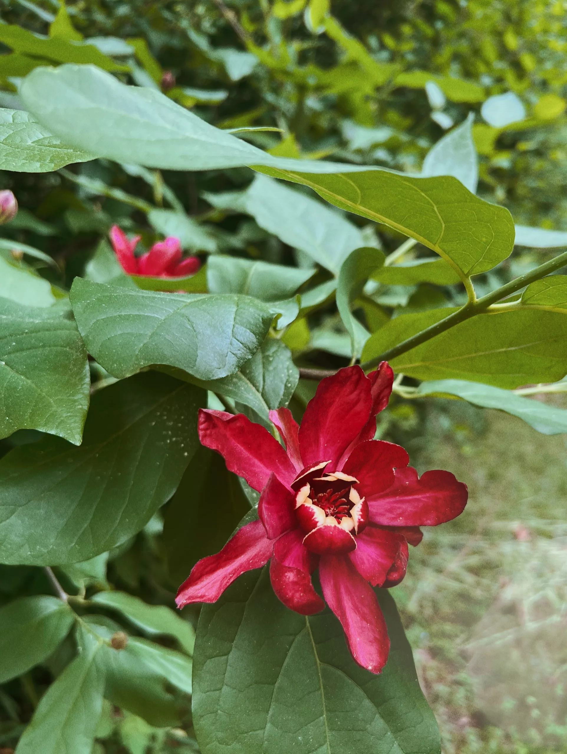 A red flower on a plant with green leaves.
