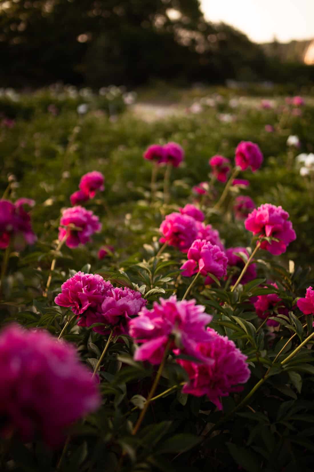 A lush field of vibrant pink flowers blooms under soft evening light. The foreground displays the flowers in detail, while more blossoms and foliage blend into an overgrown garden backdrop. The atmosphere is serene and picturesque.