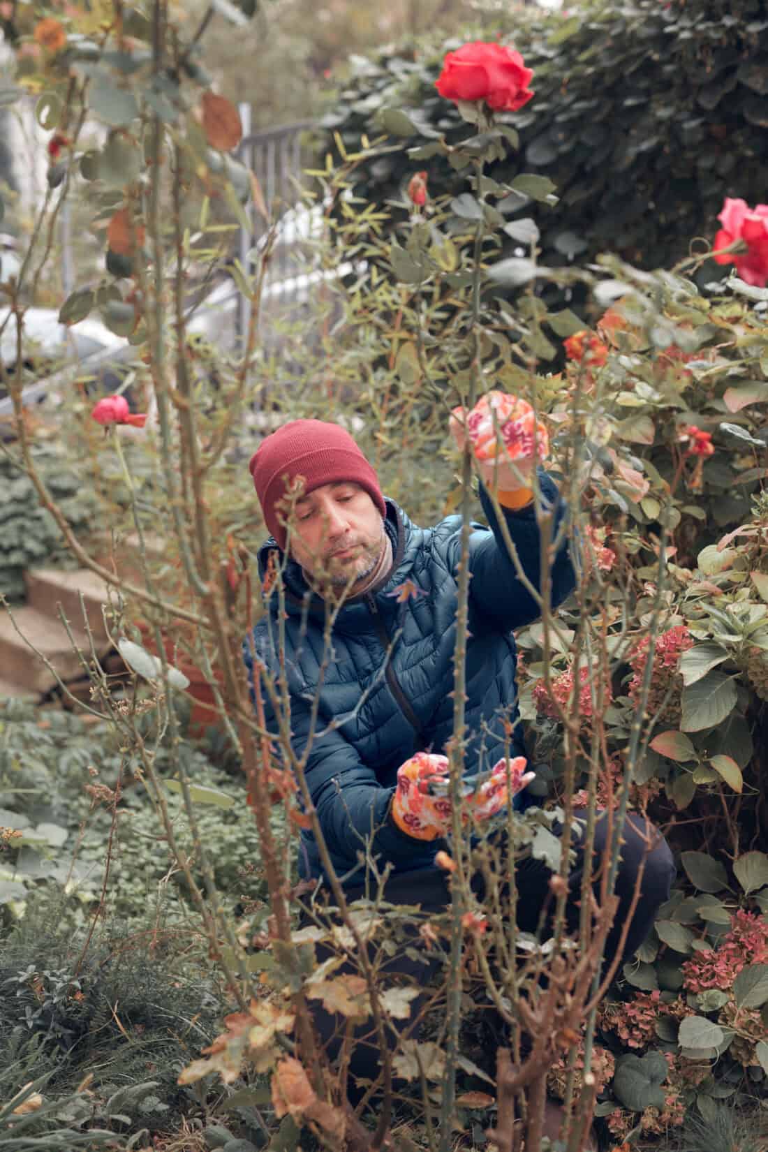 A person in a red beanie and blue jacket tends to rose bushes in an overgrown garden, diligently pruning branches. The garden is lush with blooming red roses and greenery.