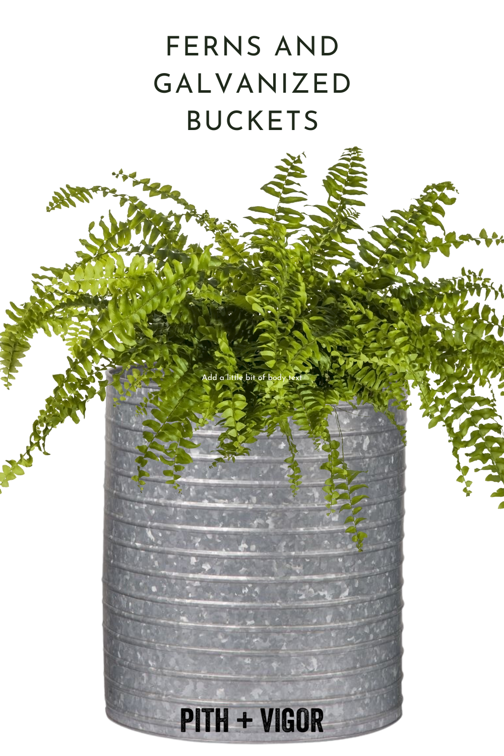 ferns and galvanized buckets container planting