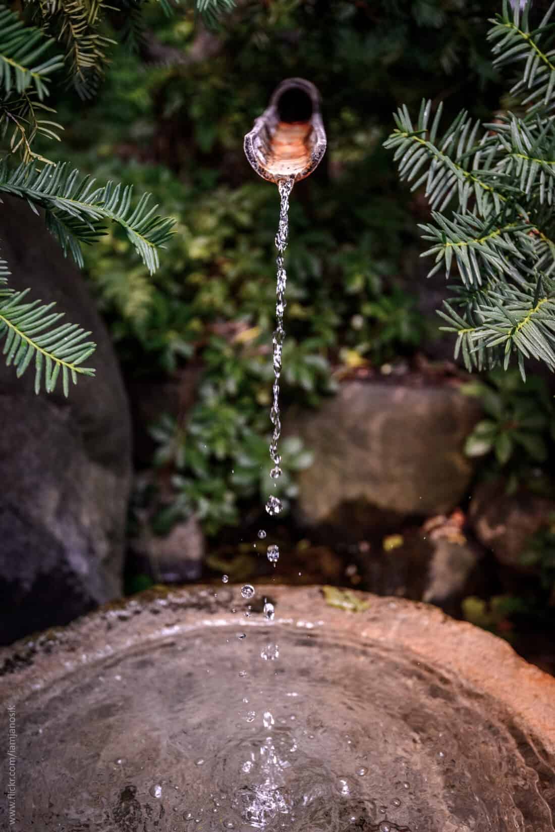 A bamboo fountain gently pours a stream of clear water into a stone basin, surrounded by lush green foliage and rocks. This Japanese water fountain, akin to a suikinkutsu, conveys a tranquil, natural atmosphere.