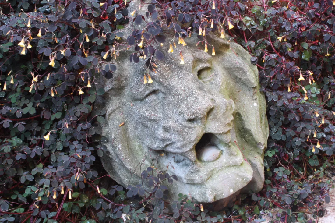 stone lion face in clover