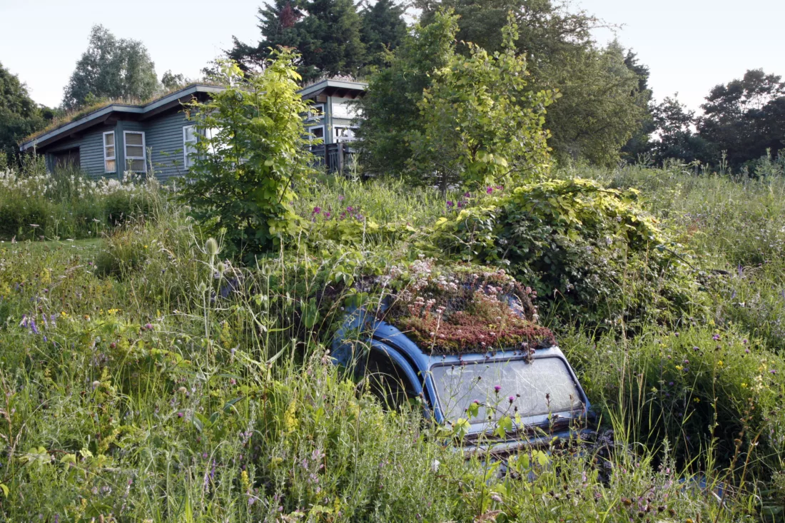 buried vintage citroen car to create a habitat garden