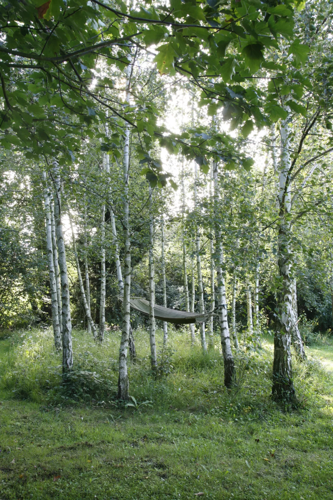 grove of birch trees with hammock
