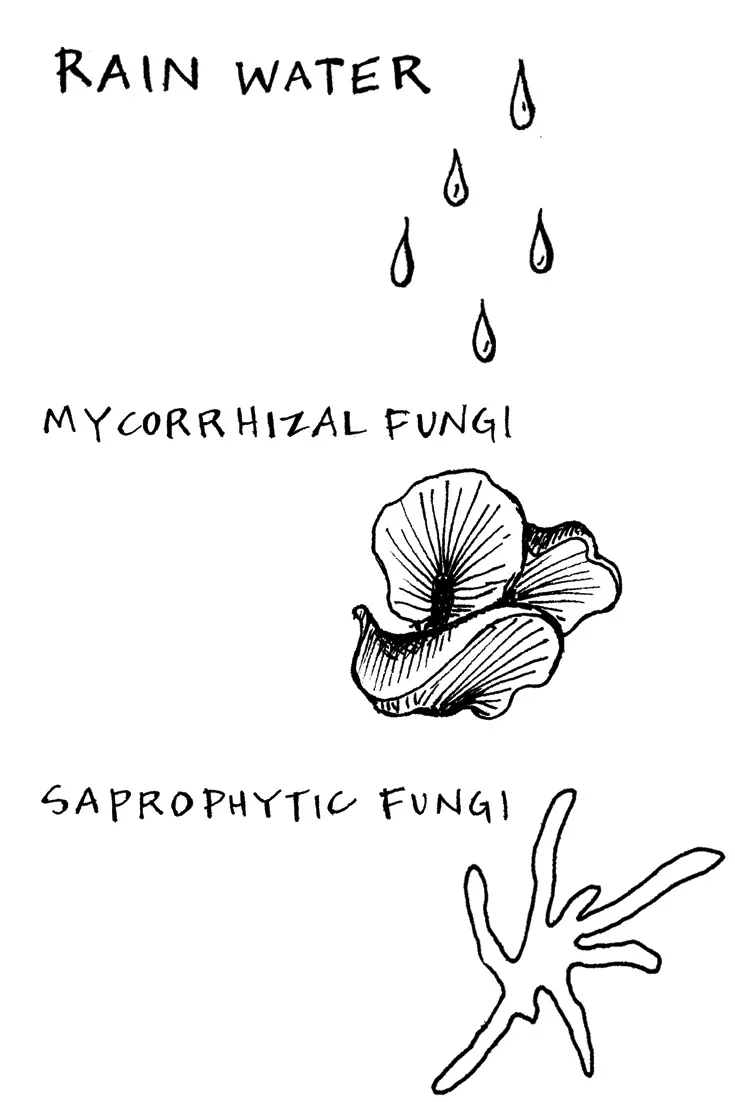 What is healthy soil made of? ;Rain water mycorrhizal fungi and saprophytic fungi illustration