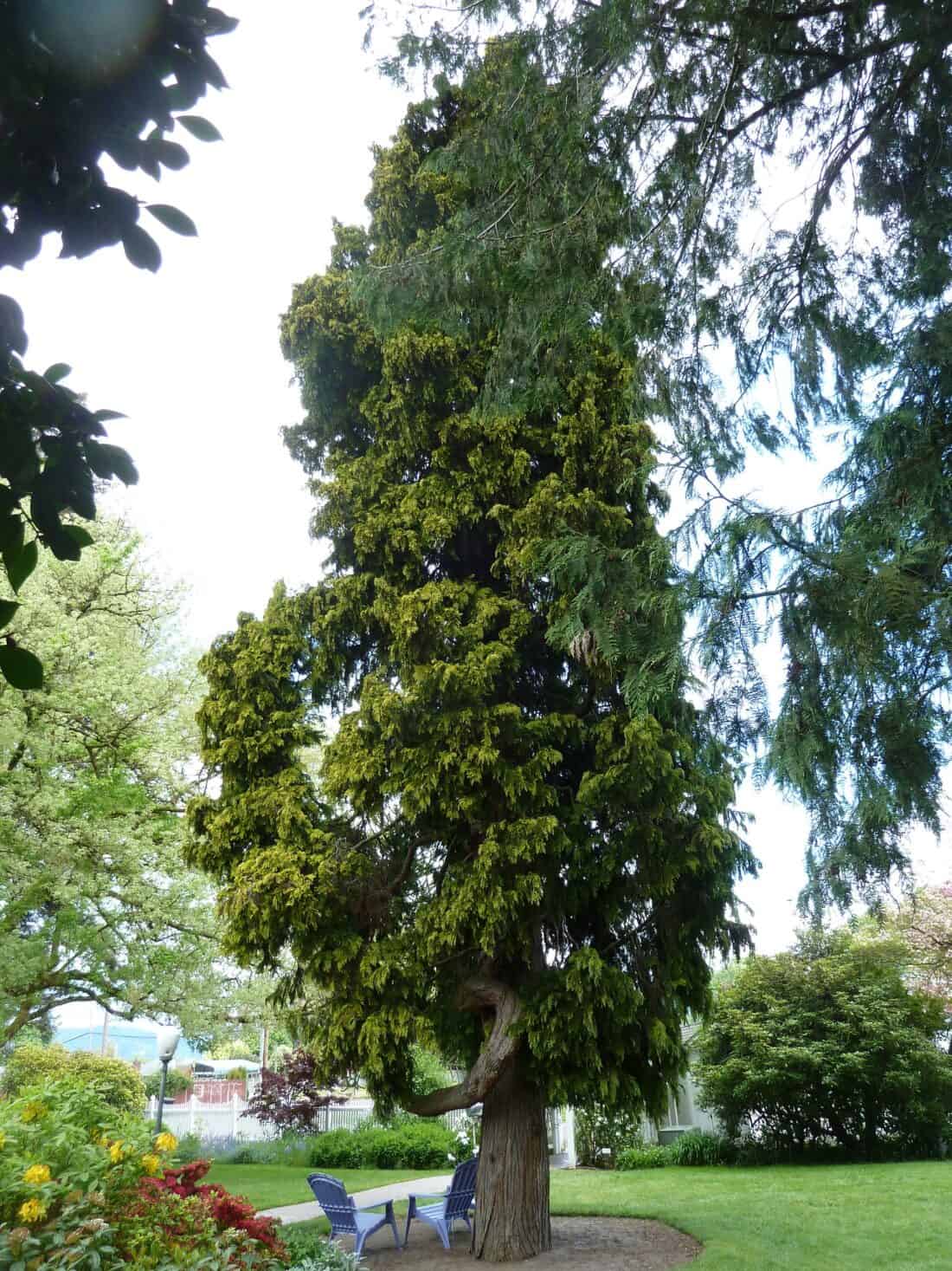 A tall evergreen tree stands in a thuja garden, surrounded by grass and bushes. Two blue Adirondack chairs are placed at the base of this interesting arborvitae, creating a cozy seating area under its lush green canopy.