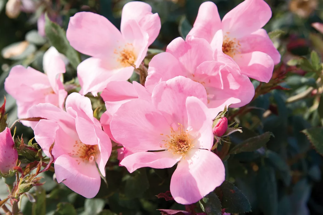 Disease resistant rose pink knock out 
