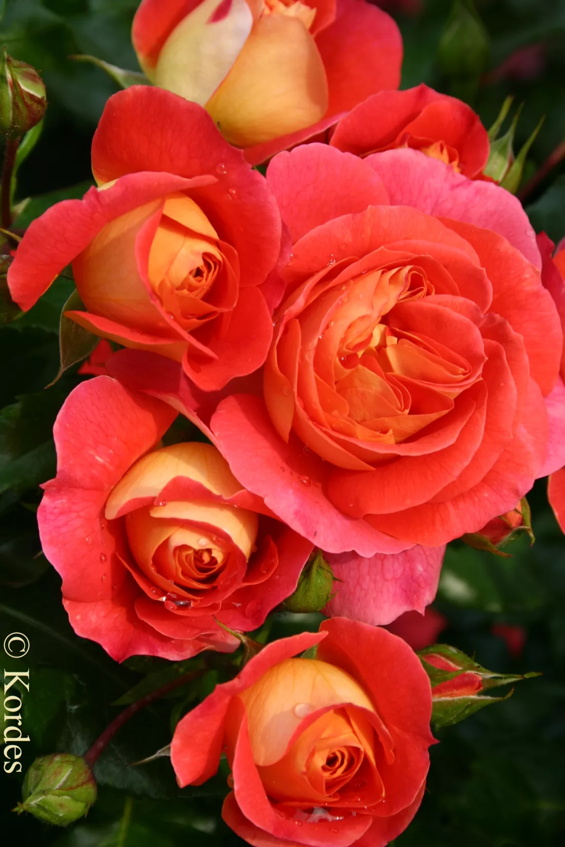 Disease resistant rose - Rosa ‘Brothers Grimm’ form Kordes