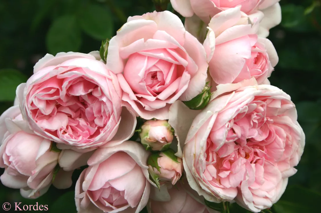 eco-friendly rose - Rosa ‘Cinderella’ from Kordes
