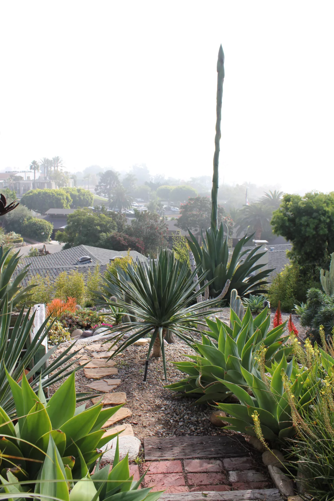 view from laguna hills california garden