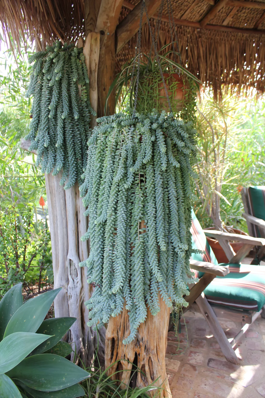 donkey tail succently in a xeric mexican garden