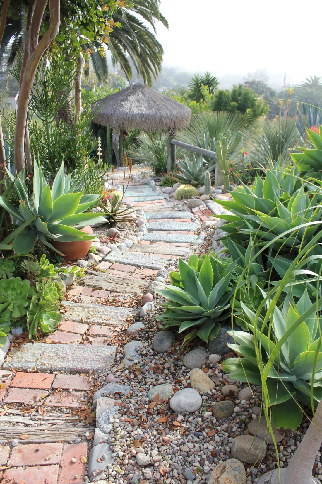 water-wise succulents and architectural plants in a xeric landscape